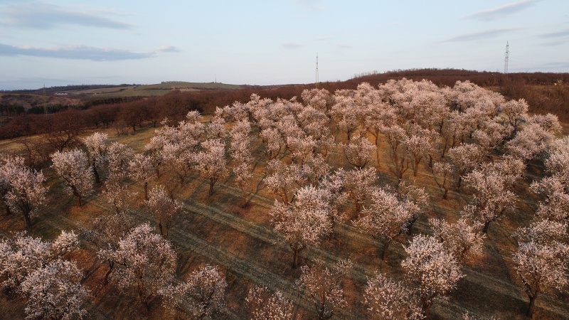 mandloňový sad v lokalitě Kamenec