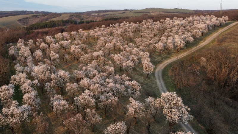 mandloňový sad v lokalitě Kamenec