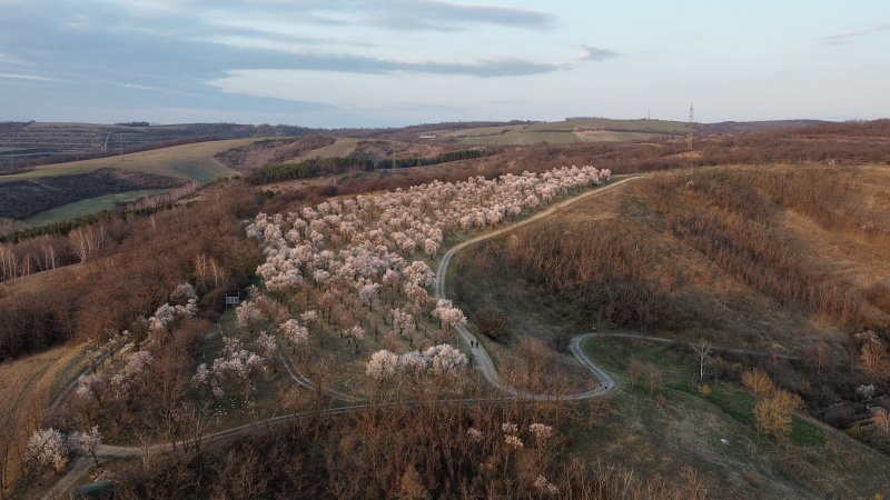 mandloňový sad v lokalitě Kamenec