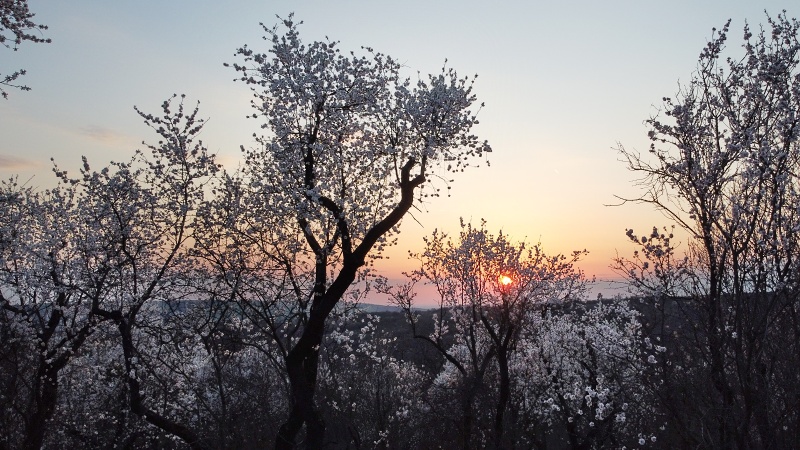 mandloňový sad v lokalitě Kamenec