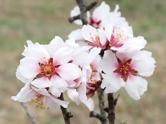 mandloňové sady v Hustopečích a Kamenný vrch nad Kurdějovem