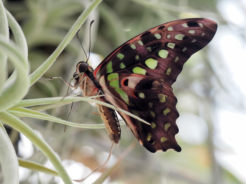 Botanická zahrada a arboretum MENDELU Brno