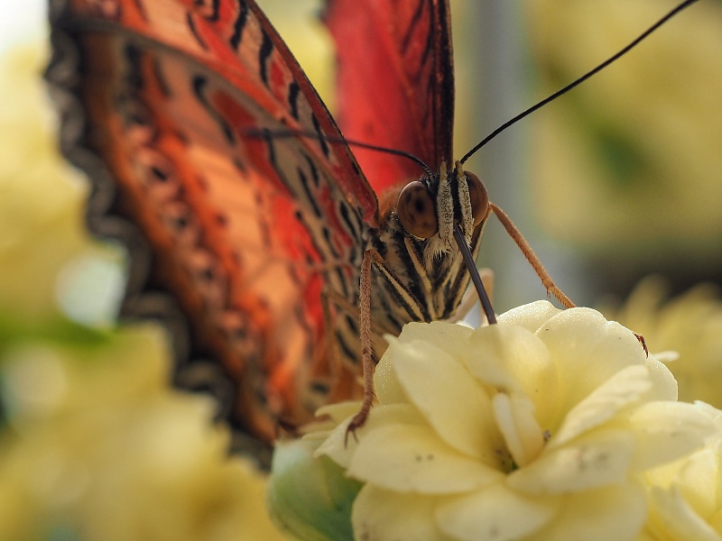 Botanická zahrada a arboretum MENDELU Brno