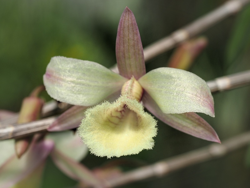 Botanická zahrada a arboretum MENDELU Brno