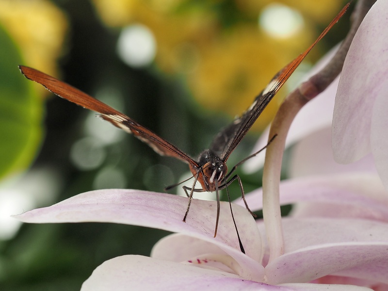Botanická zahrada a arboretum MENDELU Brno