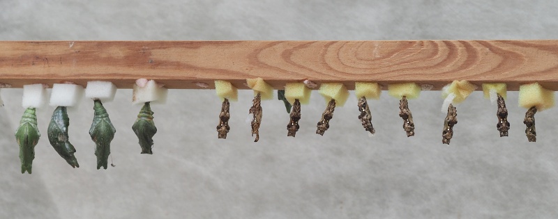 Botanická zahrada a arboretum MENDELU Brno