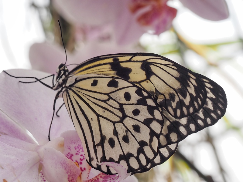 Botanická zahrada a arboretum MENDELU Brno