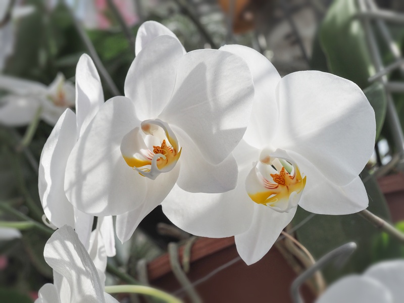 Botanická zahrada a arboretum MENDELU Brno