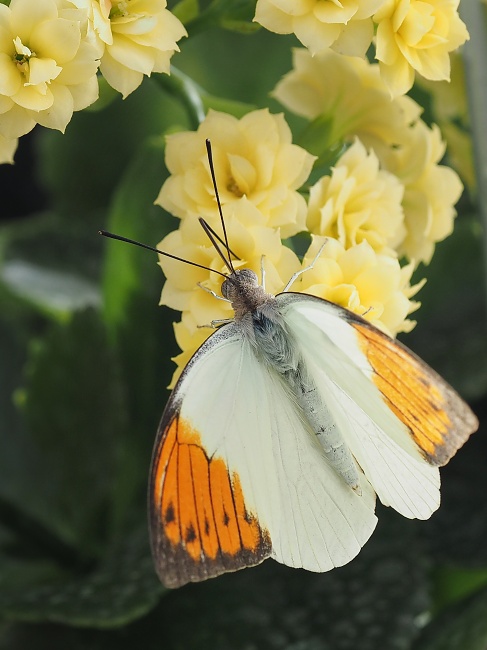 Botanická zahrada a arboretum MENDELU Brno