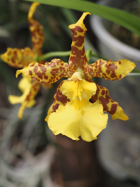 Botanická zahrada a arboretum MENDELU Brno