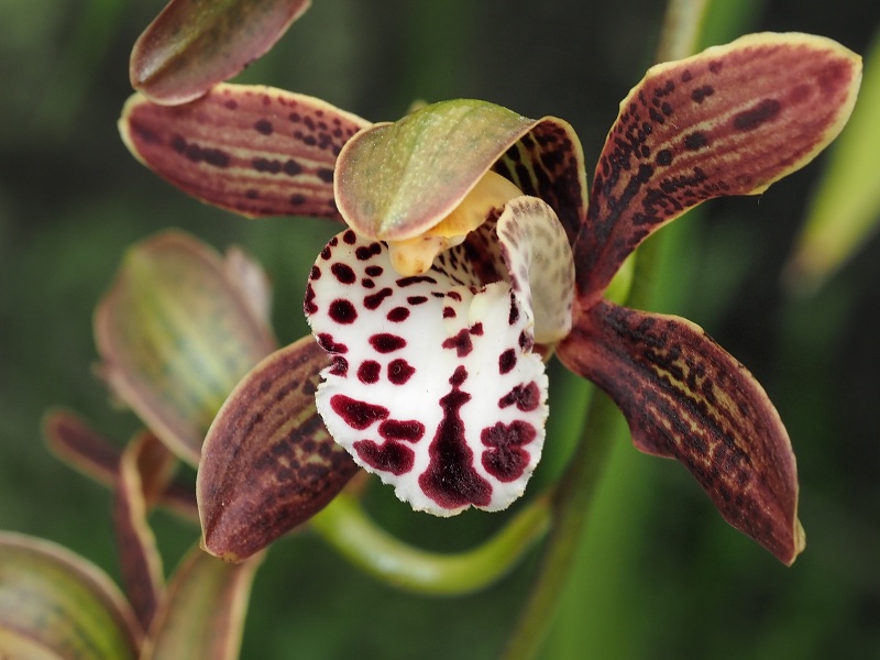 Botanická zahrada a arboretum MENDELU Brno