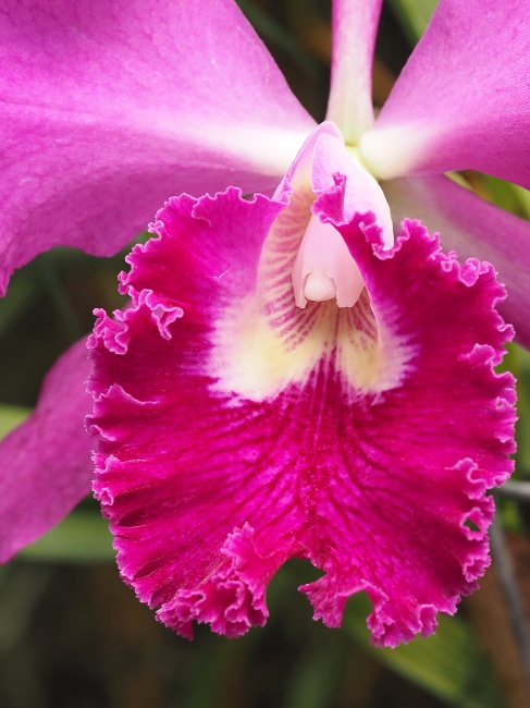 Botanická zahrada a arboretum MENDELU Brno