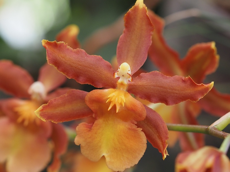 Botanická zahrada a arboretum MENDELU Brno
