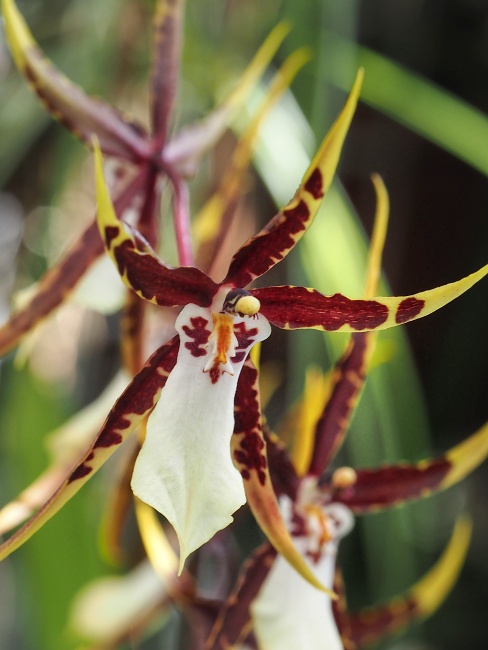 Botanická zahrada a arboretum MENDELU Brno