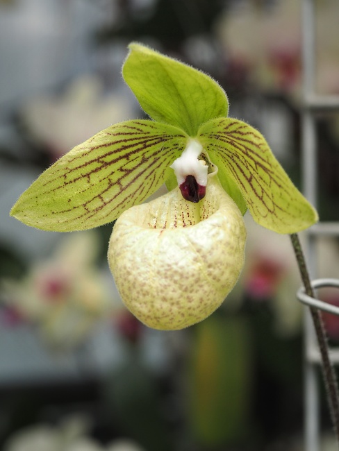 Botanická zahrada a arboretum MENDELU Brno
