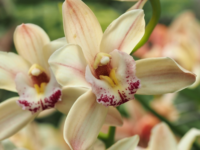 Botanická zahrada a arboretum MENDELU Brno