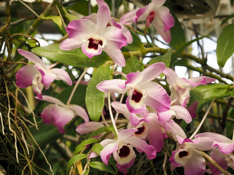 Botanická zahrada a arboretum MENDELU Brno