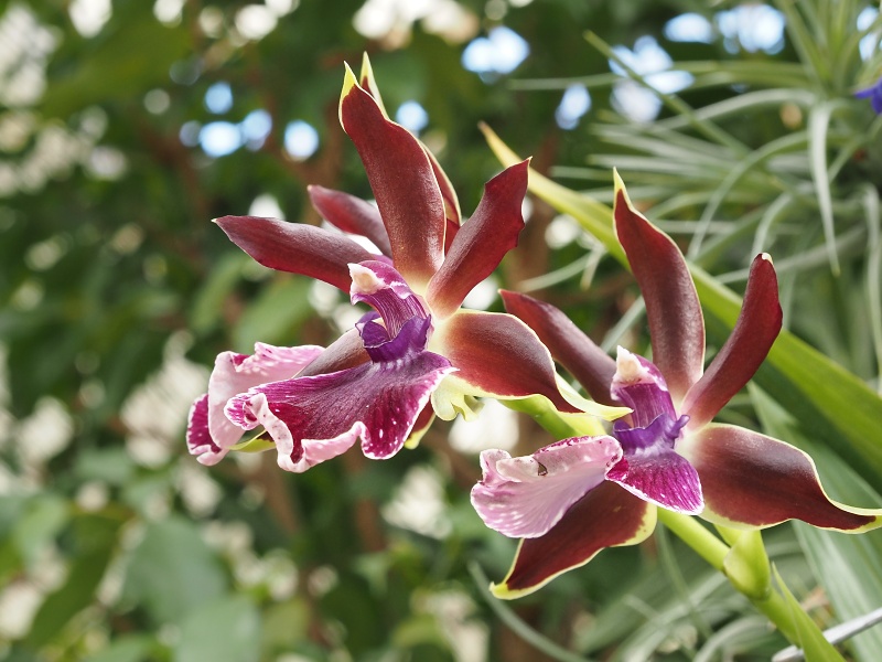 Botanická zahrada a arboretum MENDELU Brno
