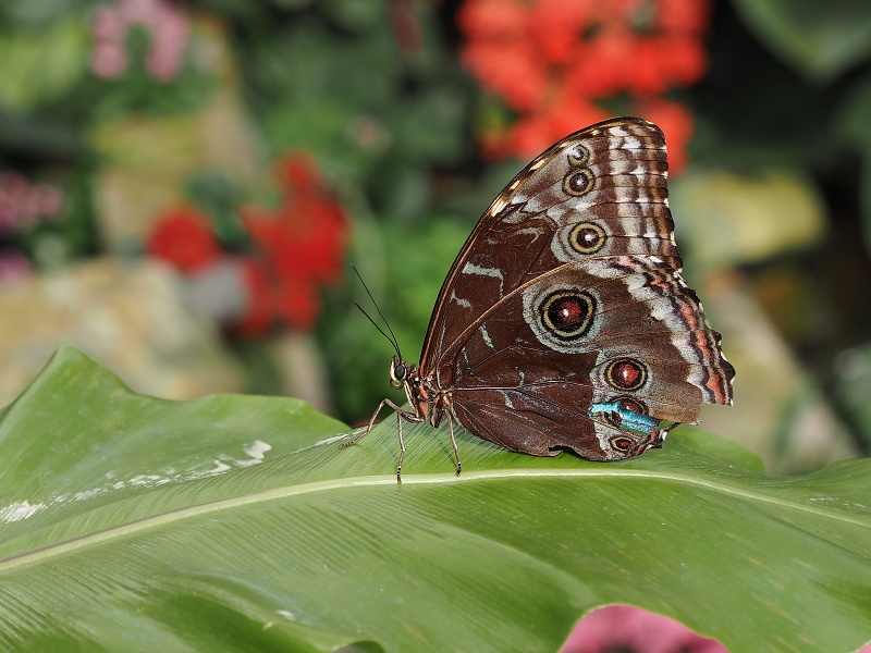Botanická zahrada a arboretum MENDELU Brno