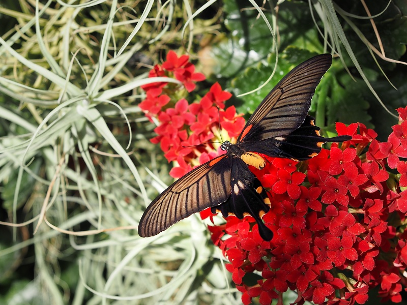 Botanická zahrada a arboretum MENDELU Brno