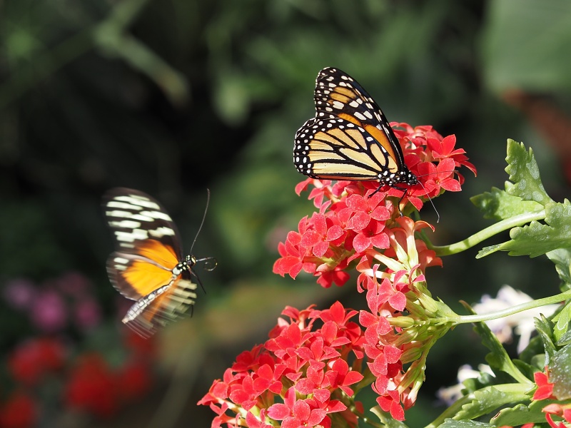 Botanická zahrada a arboretum MENDELU Brno