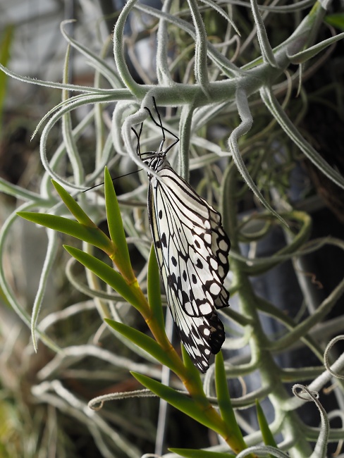Botanická zahrada a arboretum MENDELU Brno