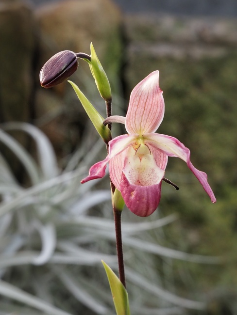 Botanická zahrada a arboretum MENDELU Brno