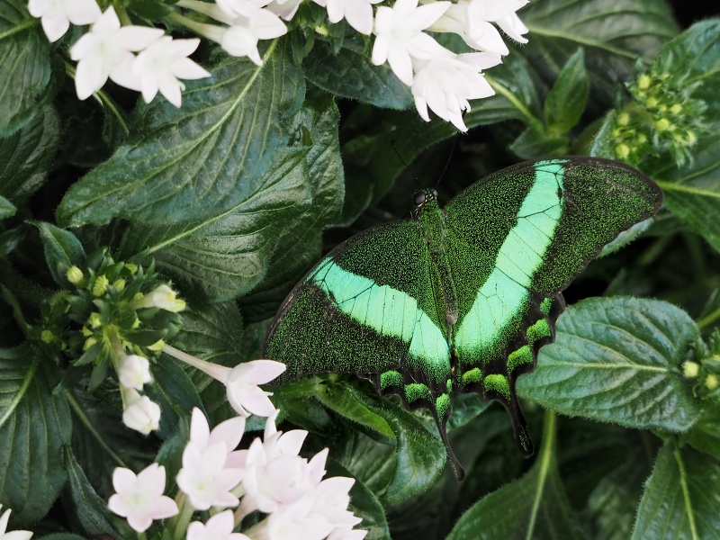 Botanická zahrada a arboretum MENDELU Brno