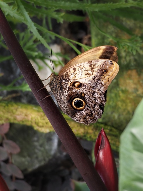 Botanická zahrada a arboretum MENDELU Brno