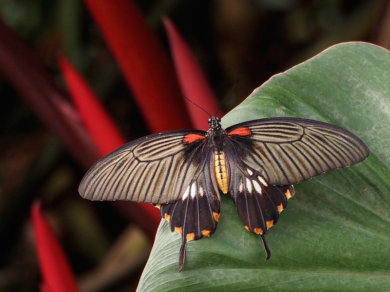 Botanická zahrada a arboretum MENDELU Brno