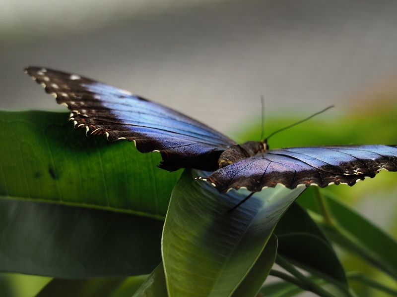 Botanická zahrada a arboretum MENDELU Brno