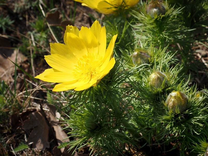 Botanická zahrada a arboretum MENDELU Brno