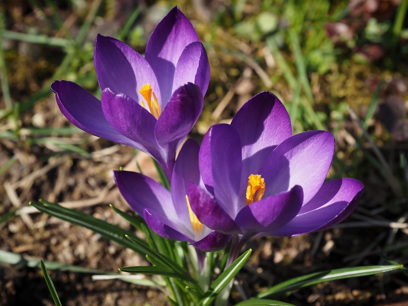 Botanická zahrada a arboretum MENDELU Brno