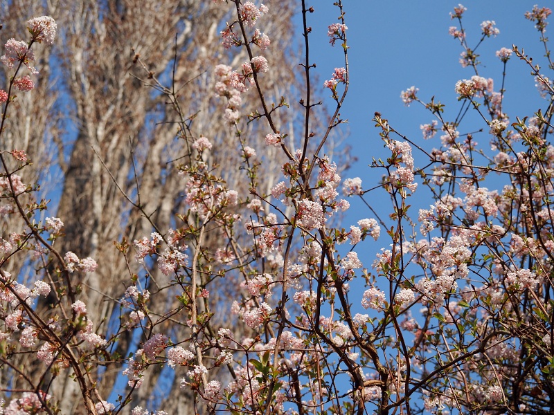 Botanická zahrada a arboretum MENDELU Brno