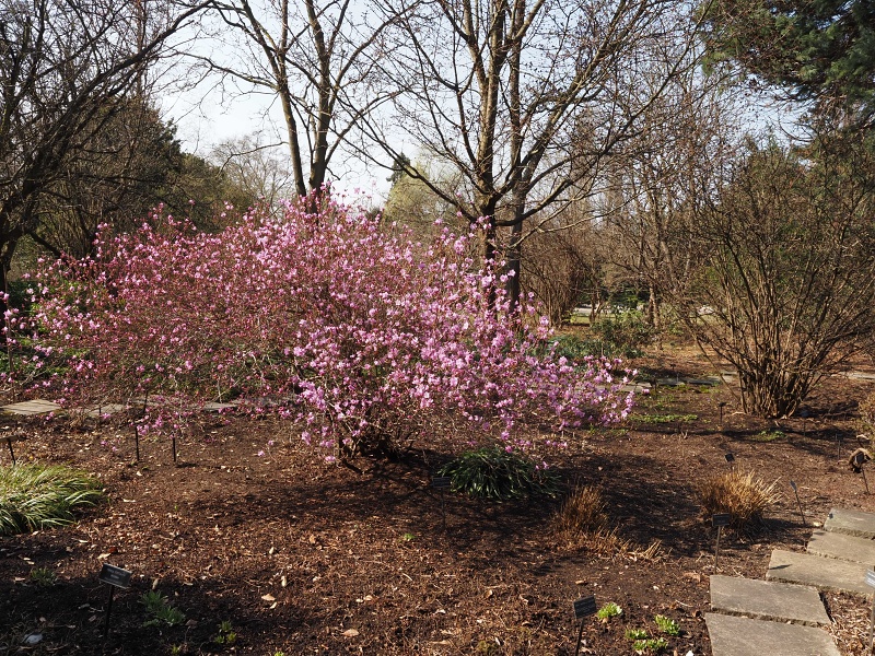 Botanická zahrada a arboretum MENDELU Brno