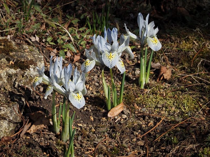 Botanická zahrada a arboretum MENDELU Brno