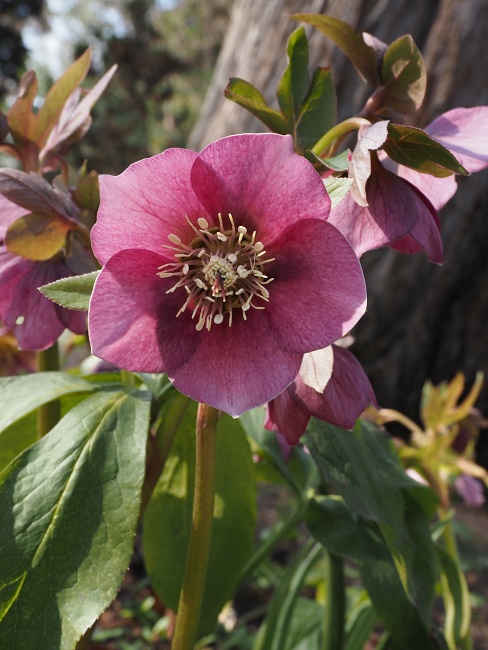 Botanická zahrada a arboretum MENDELU Brno