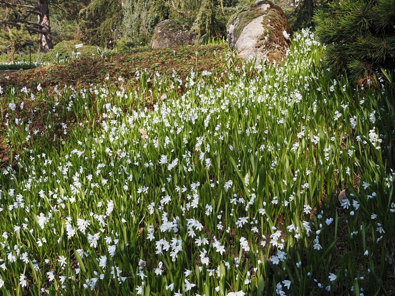 Botanická zahrada a arboretum MENDELU Brno