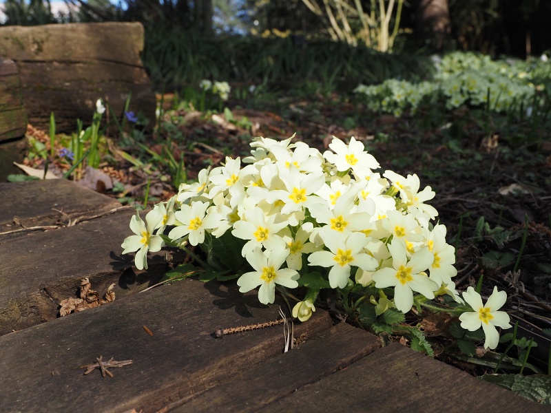 Botanická zahrada a arboretum MENDELU Brno