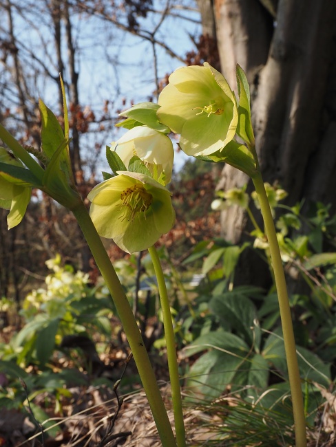 Botanická zahrada a arboretum MENDELU Brno