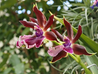 Botanická zahrada a arboretum Brno