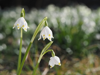 přírodní rezervace Ploník