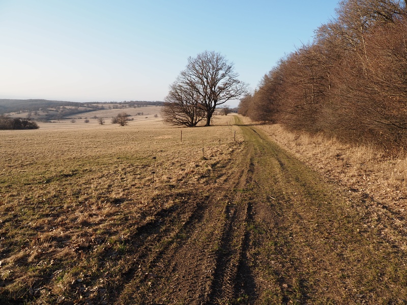 Kobyla