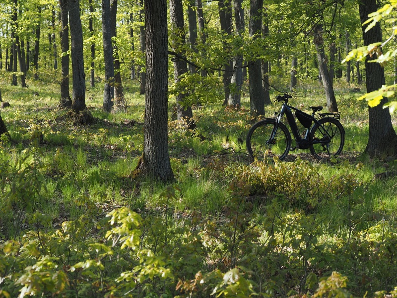 Přírodní park Baba, prstnatec bezový