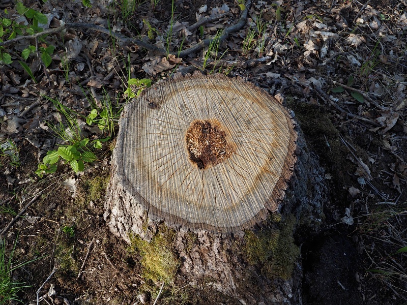 Přírodní park Baba, prstnatec bezový