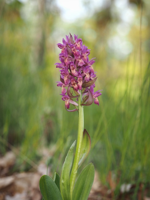 Přírodní park Baba, prstnatec bezový