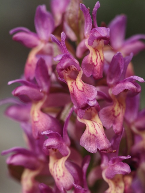 Přírodní park Baba, prstnatec bezový