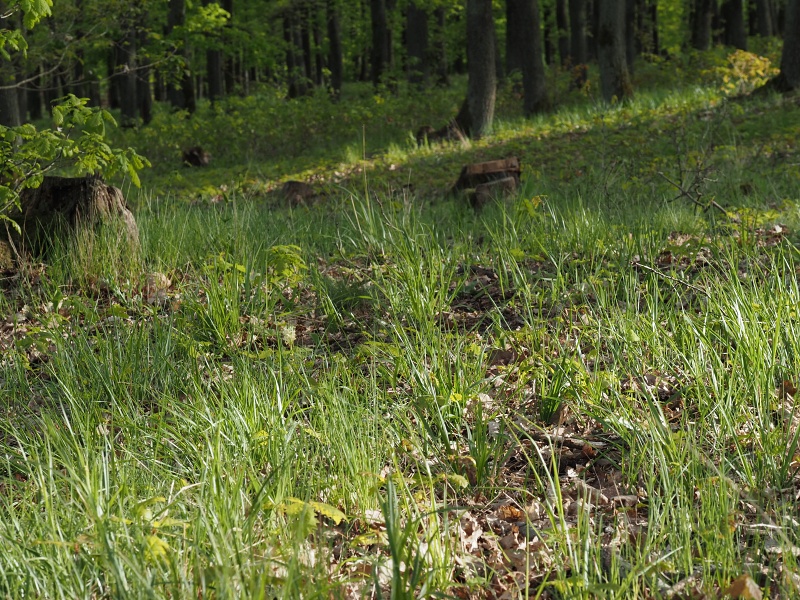 Přírodní park Baba, prstnatec bezový