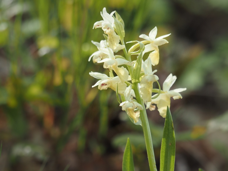 Přírodní park Baba, prstnatec bezový