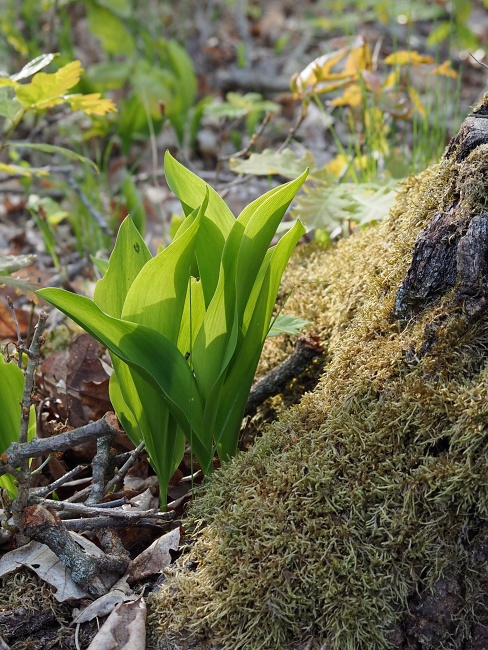 Přírodní park Baba, prstnatec bezový